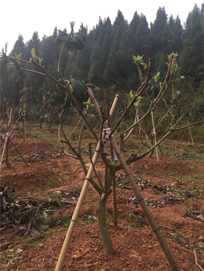 我大发88登陆平台植保团队老师再次来到德阳生态农业基地进行售后跟踪指导