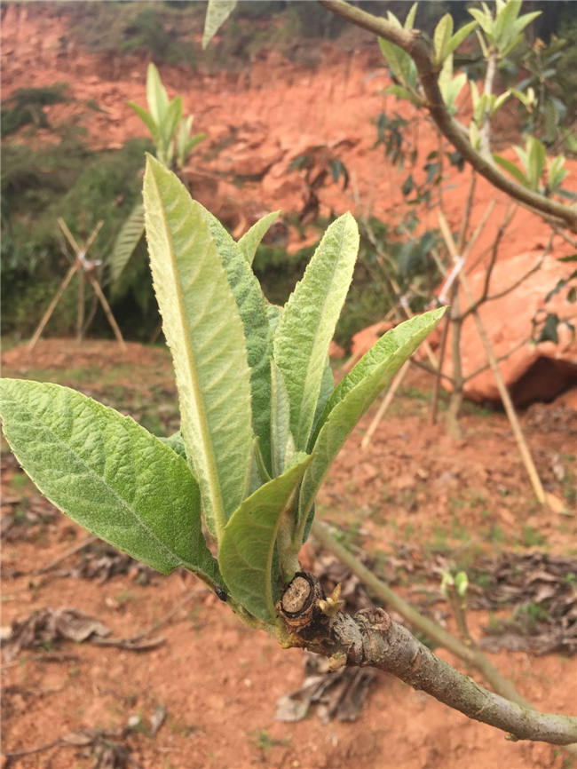 我大发88登陆平台植保团队老师再次来到德阳生态农业基地进行售后跟踪指导