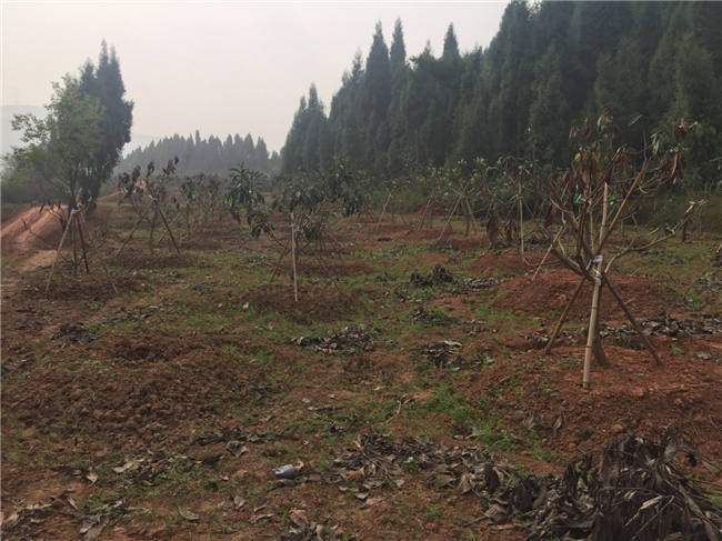 我大发88登陆平台植保团队老师再次来到德阳生态农业基地进行售后跟踪指导