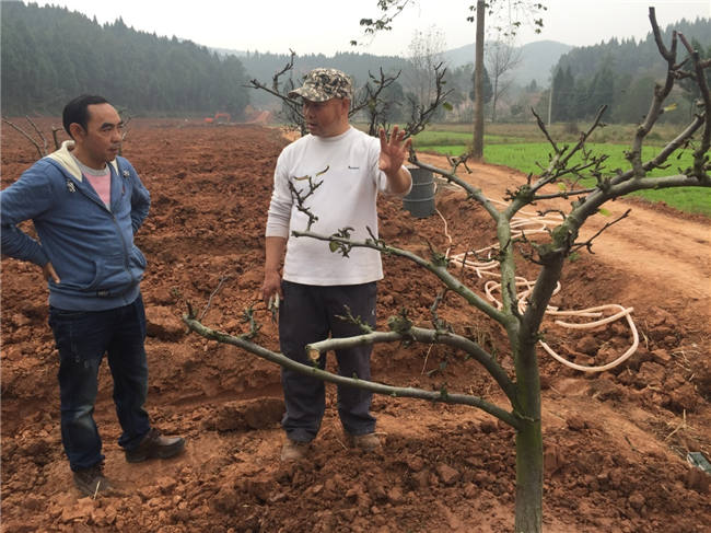 我大发88登陆平台植保团队老师再次来到德阳生态农业基地进行售后跟踪指导