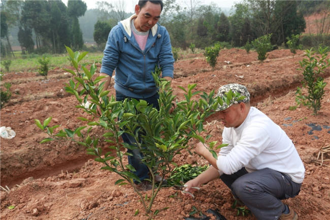 我大发88登陆平台植保团队老师再次来到德阳生态农业基地进行售后跟踪指导